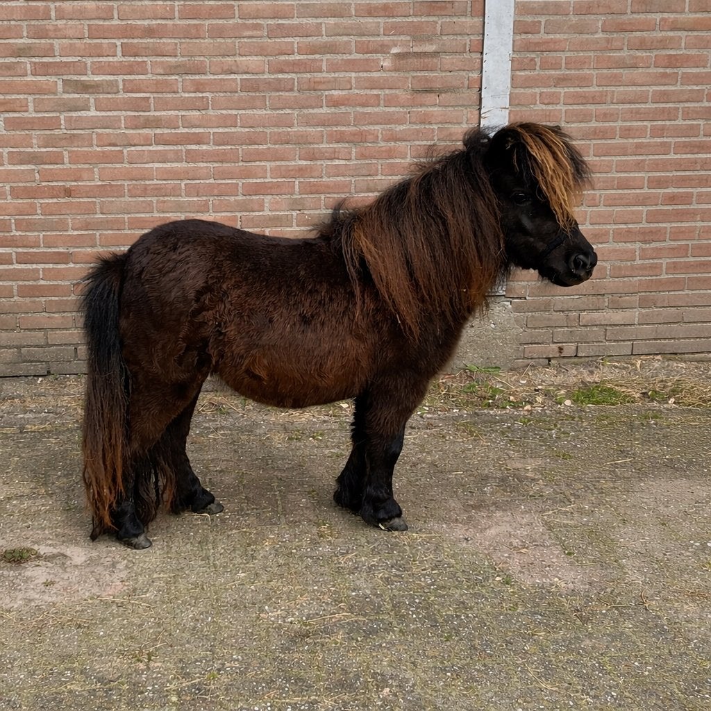 Prachtige en lieve zwarte NSPS Shetlander merrie., Dieren en Toebehoren, Pony's, Merrie, Met stamboom, Niet van toepassing, 0 tot 2 jaar