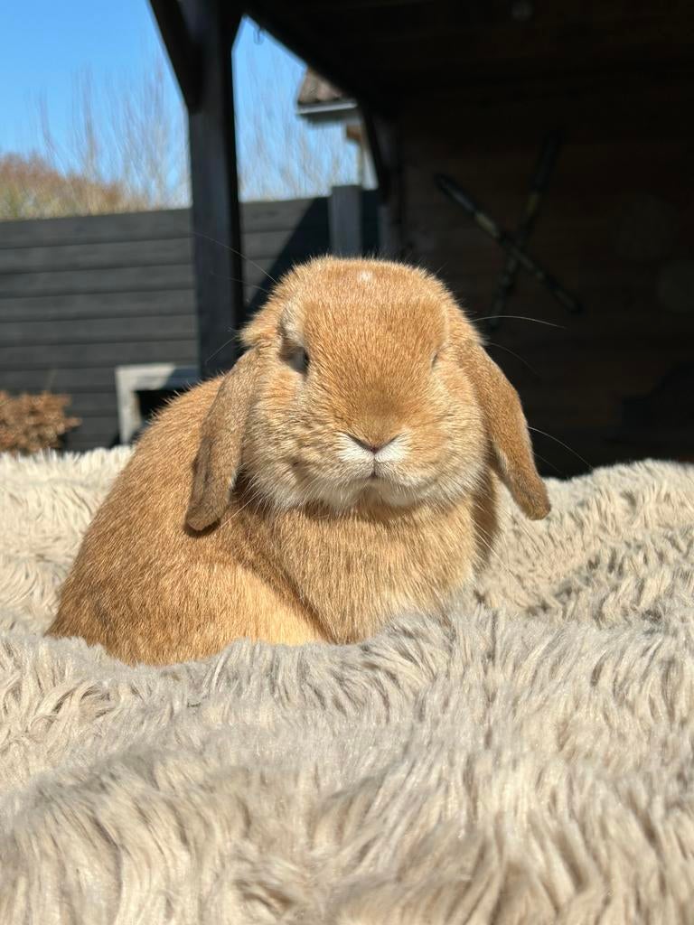 Minilop ram ter dekking, Dieren en Toebehoren, Mannelijk, Dwerg, Hangoor, 0 tot 2 jaar