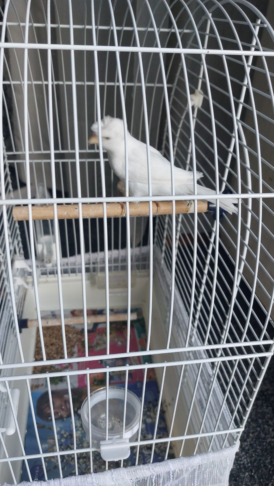 te koop mooie witte kuif kanarie kanarie 3 maanden oud, Dieren en Toebehoren, Vrouwelijk