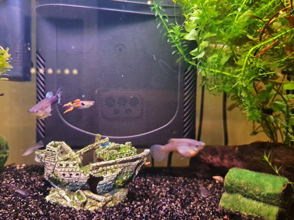 Guppies, Dieren en Toebehoren, Vissen | Aquariumvissen, Vis