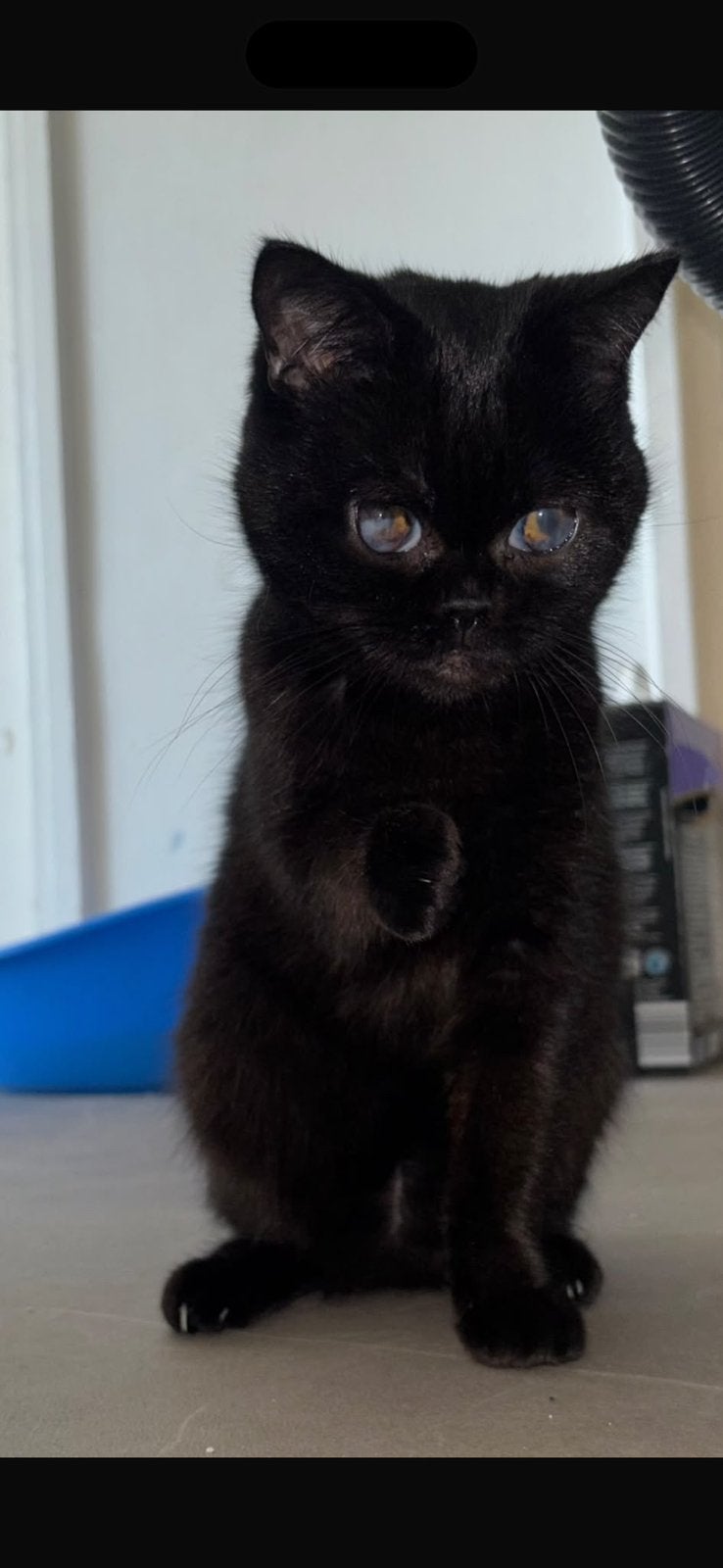 Lieve britse korthaar poes 3 jaar, Dieren en Toebehoren, Poes, Ontwormd, 3 tot 5 jaar