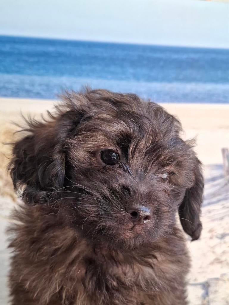 Grappige, klein blijvende gezonde doodle pupjes (pomapoo), Poedel, Parvo, 8 tot 15 weken, Meerdere