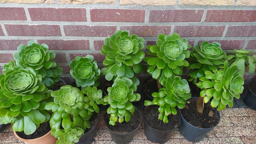 Te koop anoniem arboreum, Ophalen of Verzenden, Overige soorten, Volle zon
