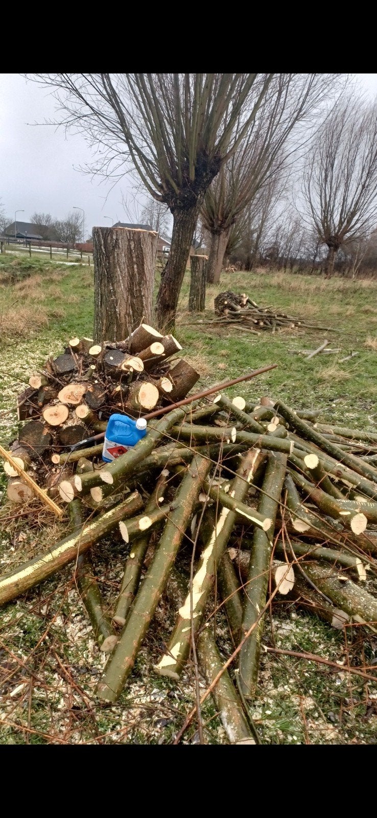 Grote partij wilgen hout beschikbaar., 6 m³ of meer, Ophalen, Overige houtsoorten, Blokken