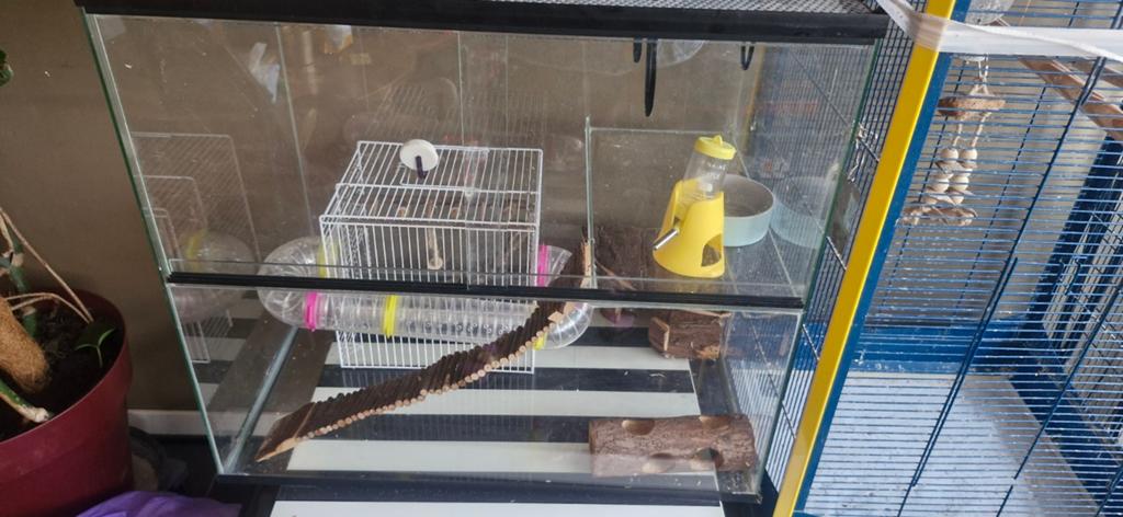 Terrarium voor Hamster met schuifruiten, Ophalen of Verzenden, Zo goed als nieuw, Overige typen