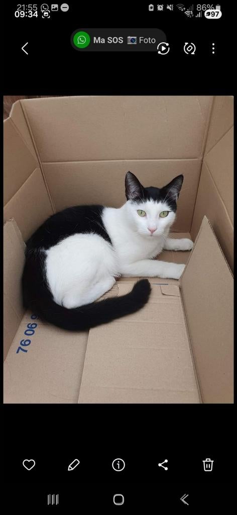Vermist mijn lieve katten