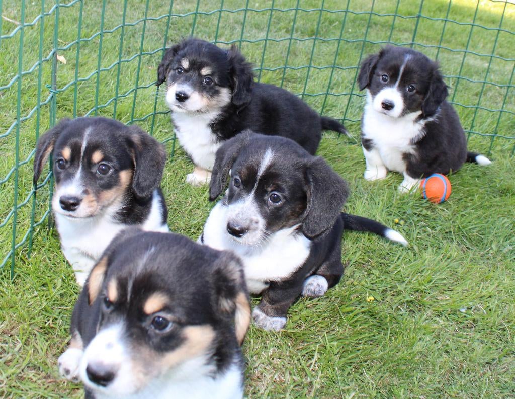 Dorgi pups (teckel x corgi), Dieren en Toebehoren, Honden | Niet-rashonden, Nederland, 8 tot 15 weken, Meerdere, Meerdere dieren