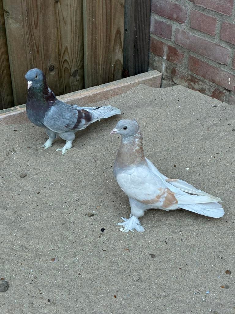 Takla, Meerdere dieren, Overige soorten