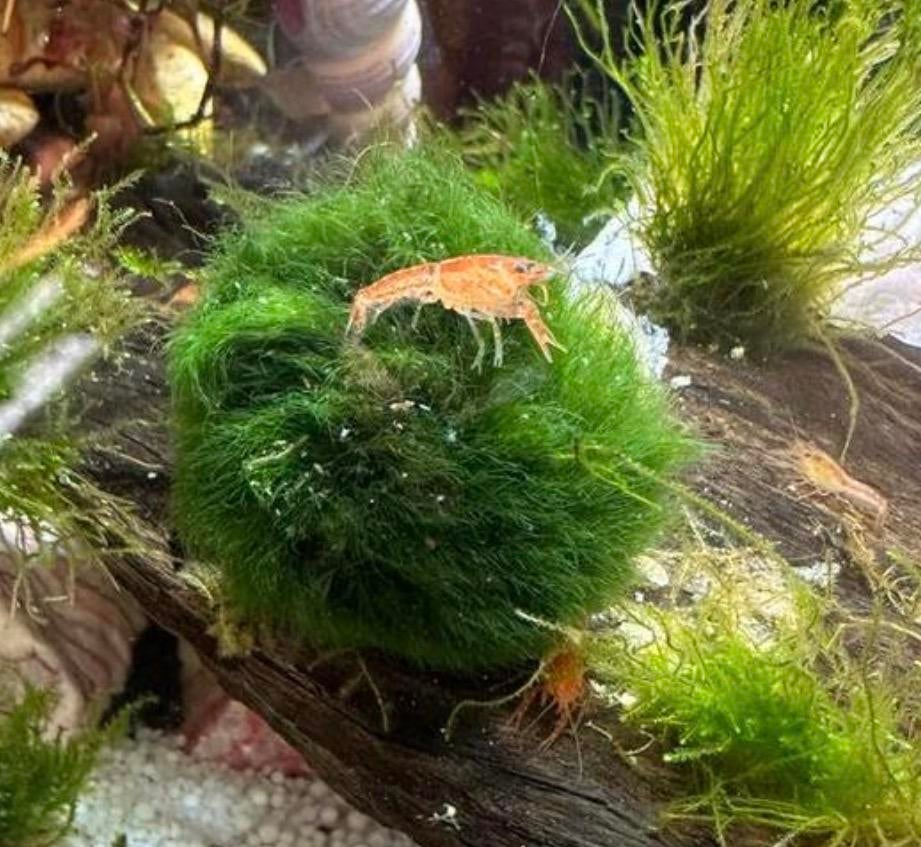 Oranje cpo kreeftjes, Dieren en Toebehoren, Kreeft, Krab of Garnaal