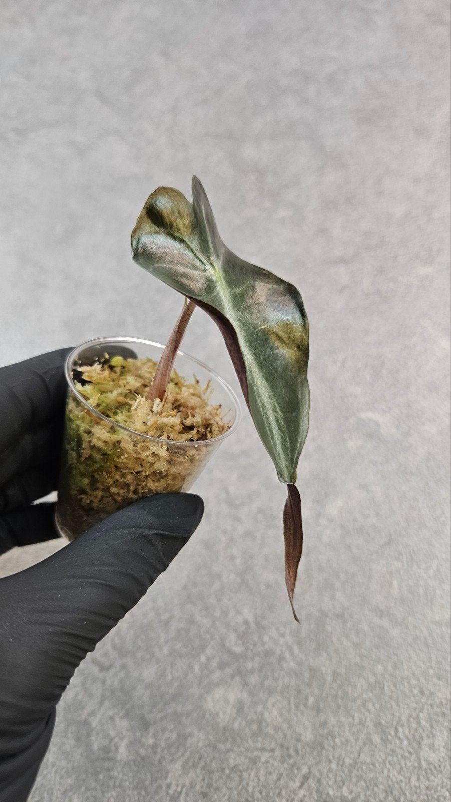 Alocasia Venom, Ophalen of Verzenden