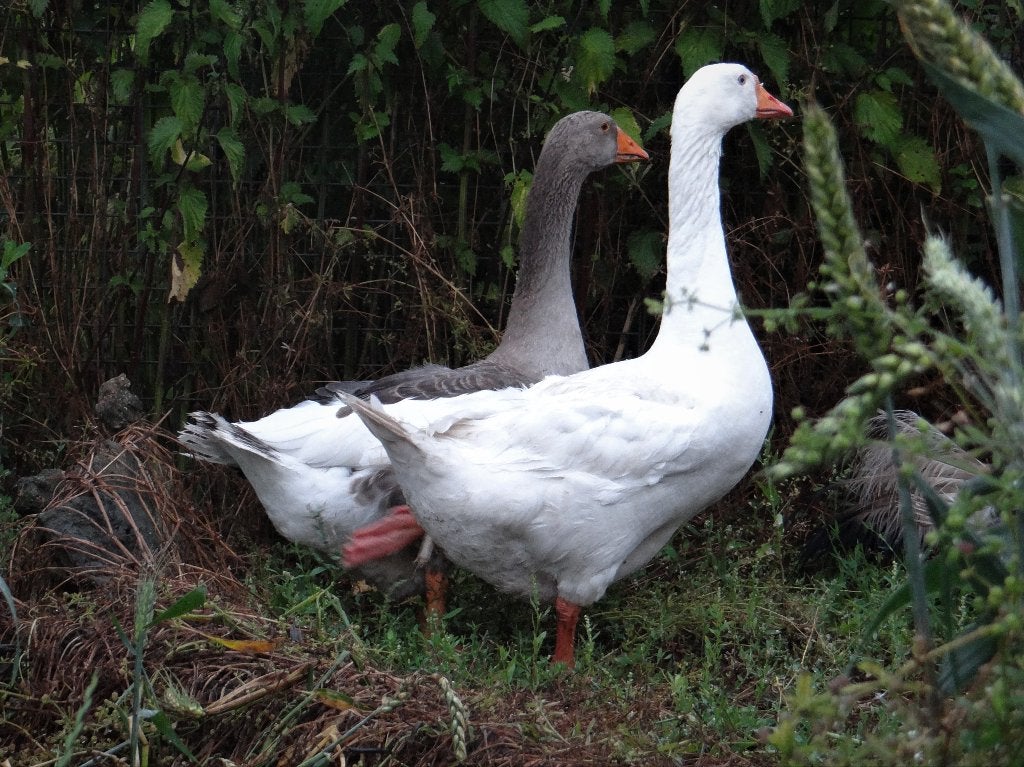 Boerenganzen wit en bont | Ganzen | Deskundig advies, Dieren en Toebehoren, Pluimvee, Meerdere dieren, Gans of Zwaan