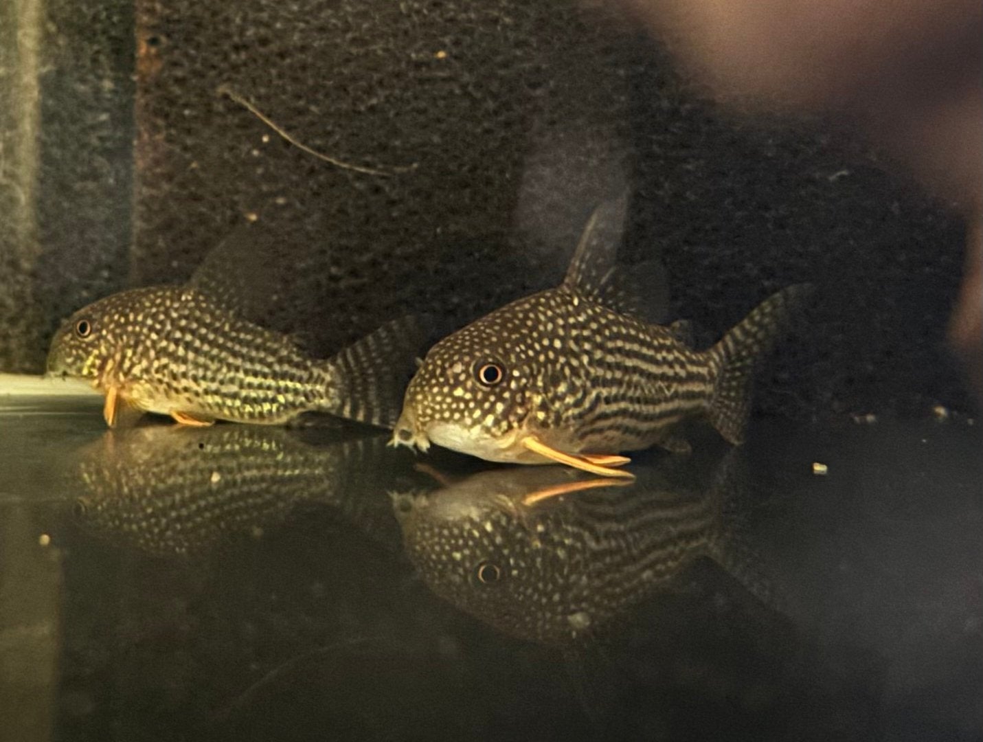 Corydoras sterbai 8x, Dieren en Toebehoren