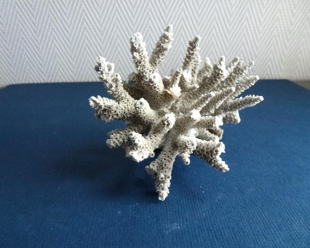 Fossiel decoratief zeekoraal met vertakte "gewei" structuur, Ophalen of Verzenden, Fossiel