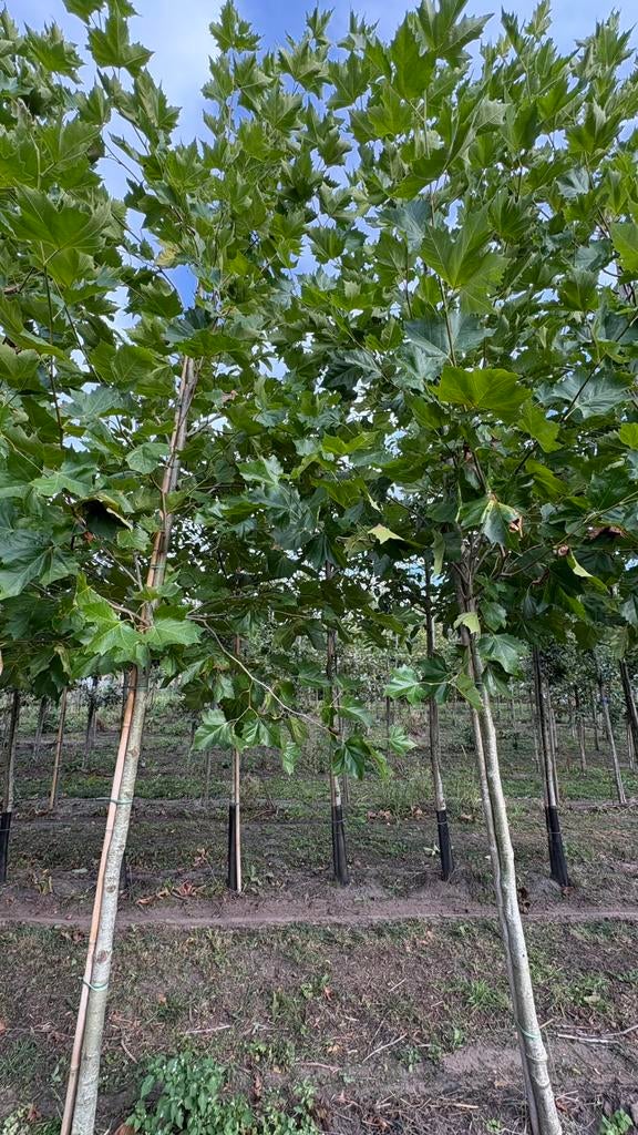 Plantanen bomen en meerstammige platanus, Tuin en Terras, Planten | Bomen, Ophalen of Verzenden, Volle zon, Overige soorten