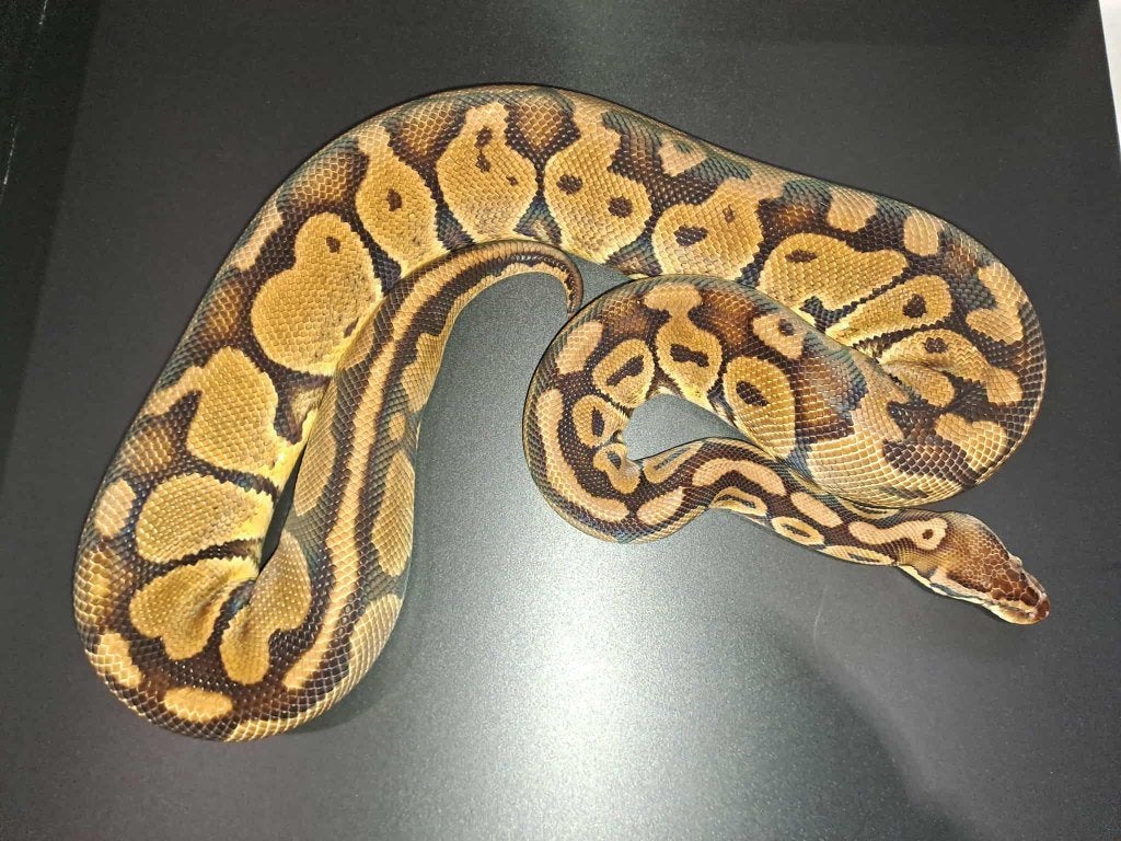 Volwassen Koningspython Python regius Ball python, Slang, 3 tot 6 jaar