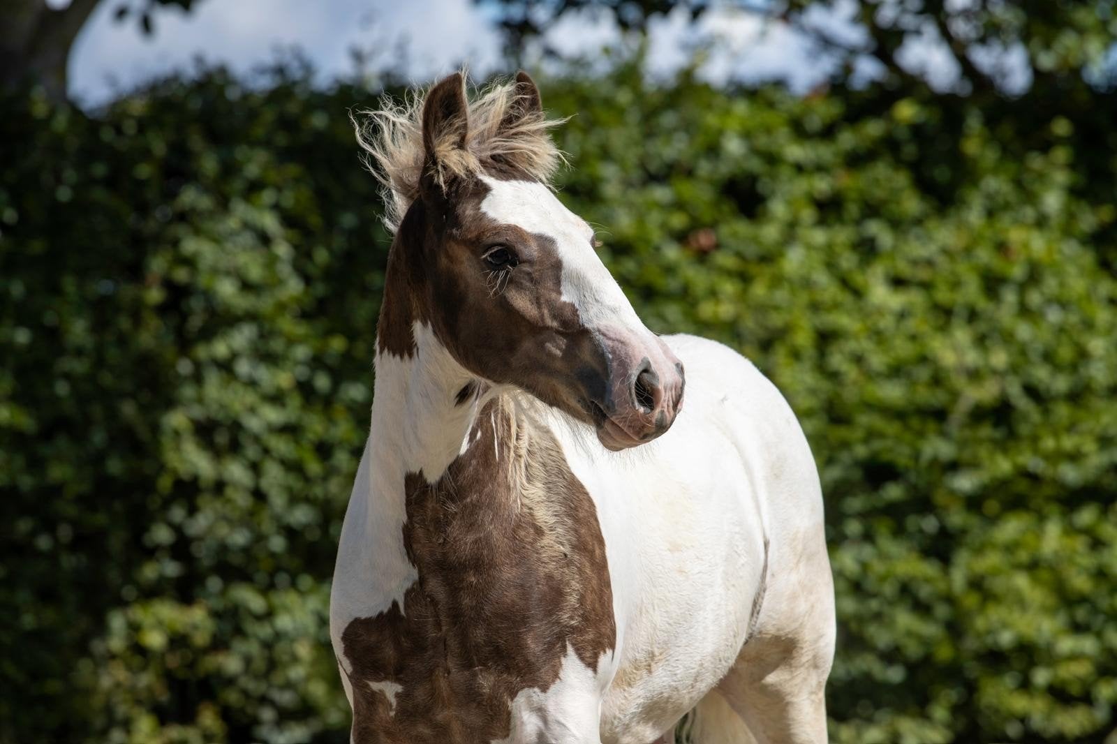 Tinker veulen te koop, Dieren en Toebehoren, Paarden, Met stamboom, Niet van toepassing, 0 tot 2 jaar, Hengst