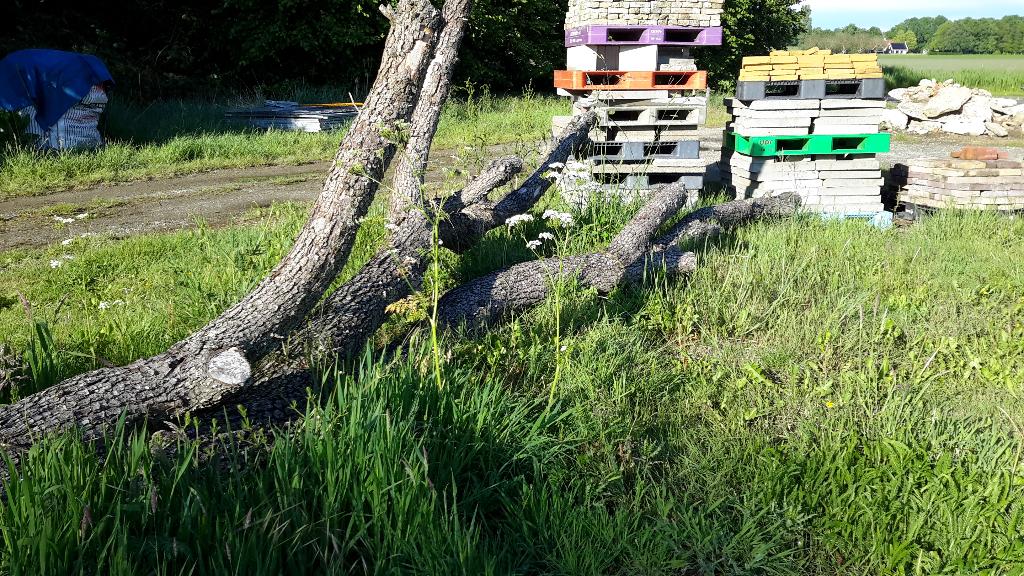 Perenboomstam, Bloeit niet, Overige soorten, 250 tot 400 cm, Ophalen