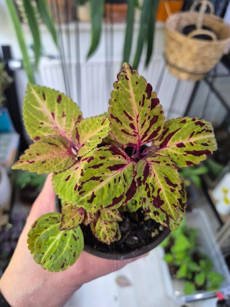 Geworteld Coleus plantje - Makkelijke kamerplant, Ophalen, Halfschaduw, Minder dan 100 cm