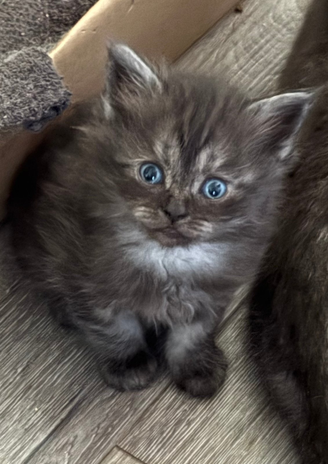 Britse korthaar kittens, Meerdere dieren, Kortharig, 0 tot 2 jaar