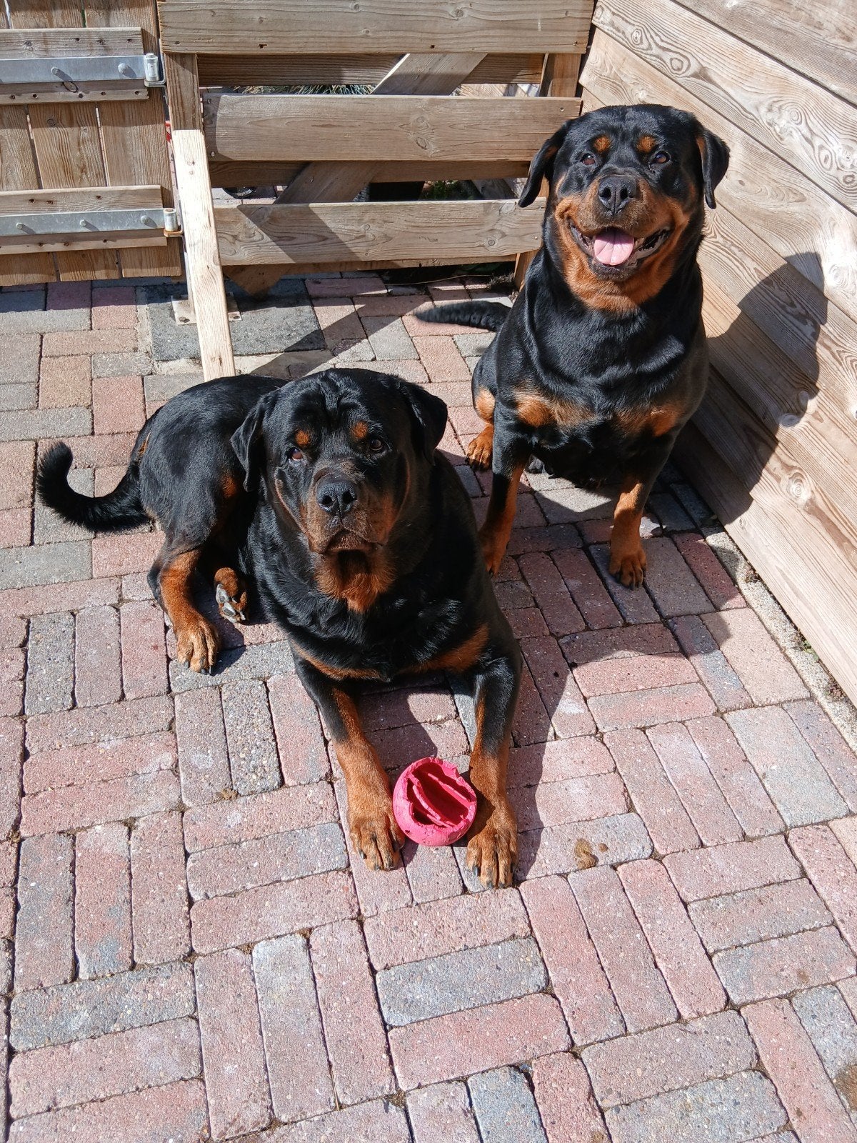rottweiler nest aankondiging, Dieren en Toebehoren, 8 tot 15 weken, Geslacht onbekend, Meerdere, Rottweiler