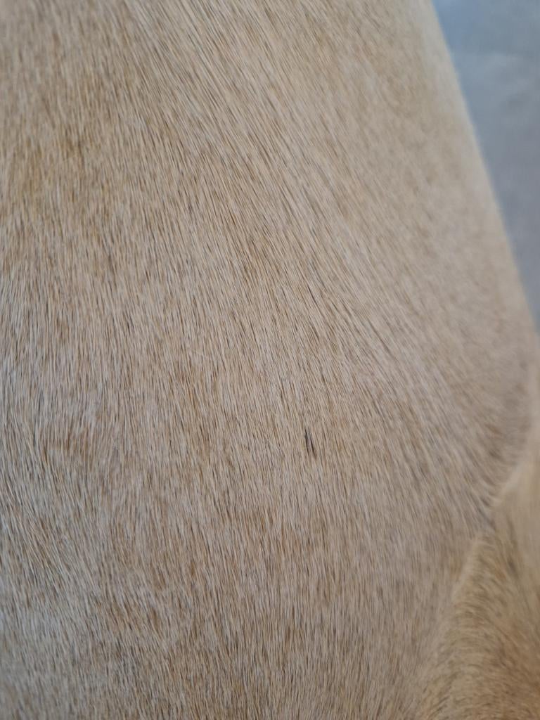 Unieke lampenkap van koeienhuid - Beige/Crème, Ophalen, 25 tot 50 cm, Rond, Zo goed als nieuw