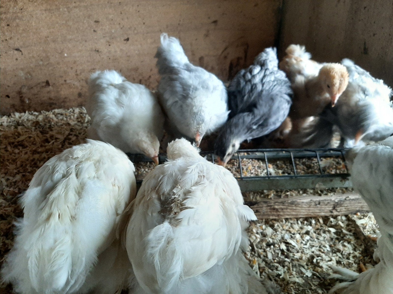 kuikens brahma groothoender, Dieren en Toebehoren, Pluimvee, Geslacht onbekend, Kip