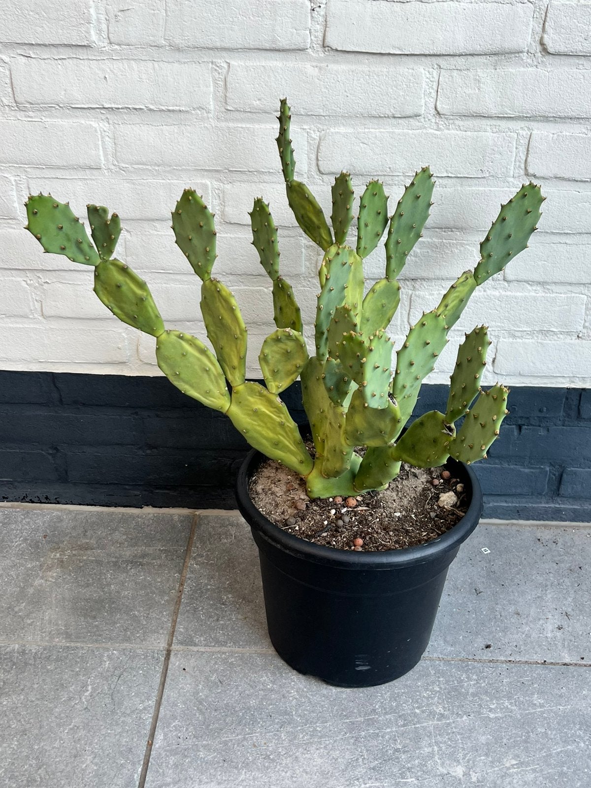 Mooie grote opuntia vulgaris schijfcactus, Tuin en Terras, Planten | Tuinplanten, Ophalen, Overige soorten, Volle zon