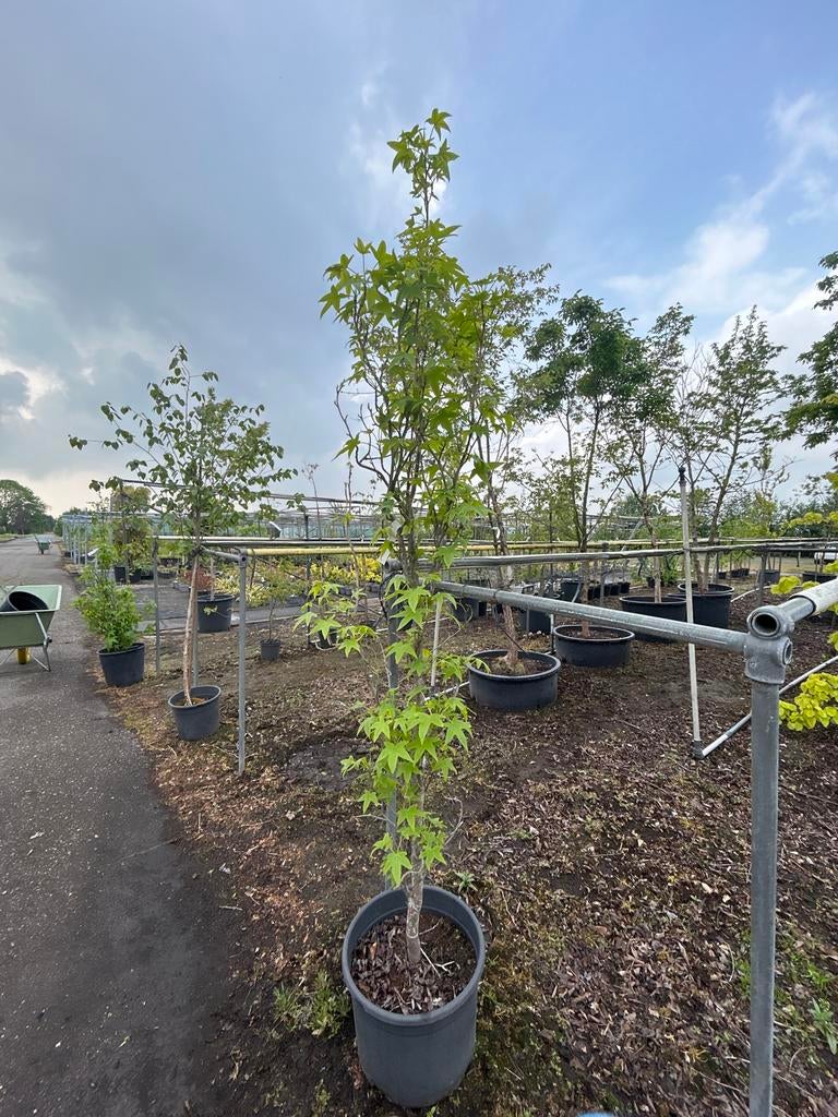 Liquidambar st. 'SlenderSilhouette' - Zuilboom, Tuin en Terras, Planten | Bomen, Bloeit niet, 250 tot 400 cm, Zuilboom, Ophalen