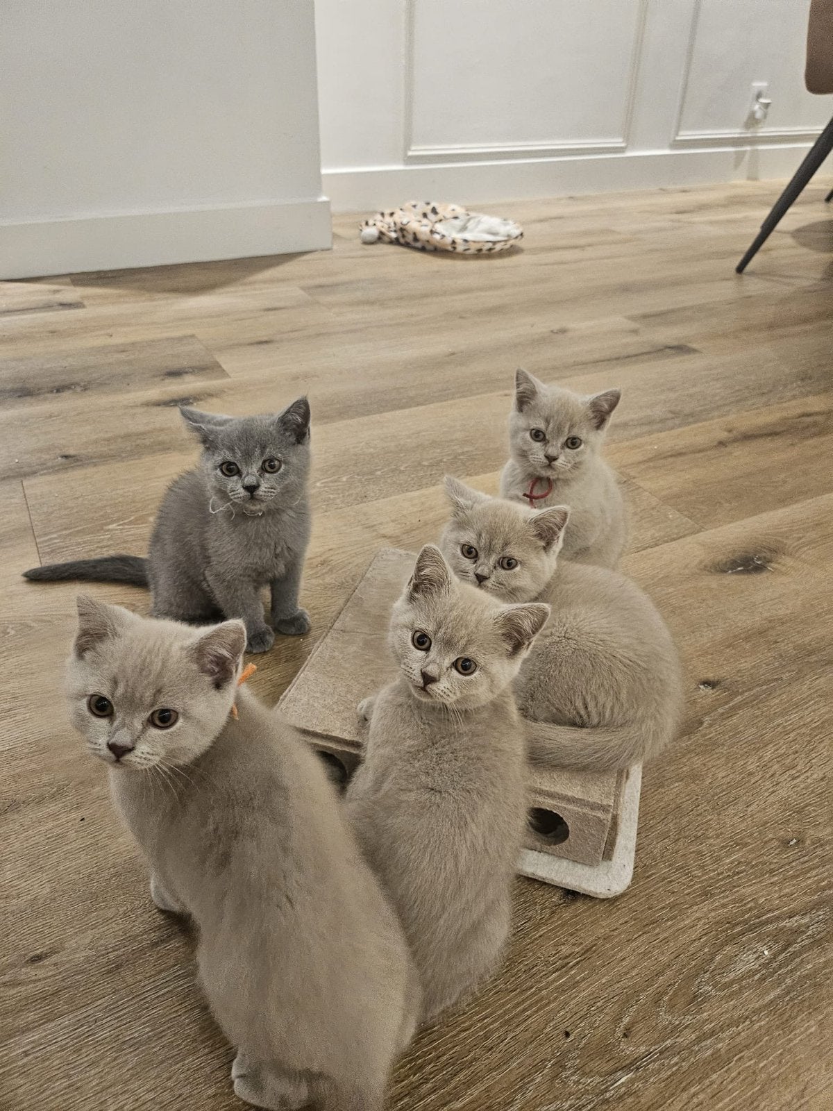 Britse korthaar kittens, Meerdere dieren