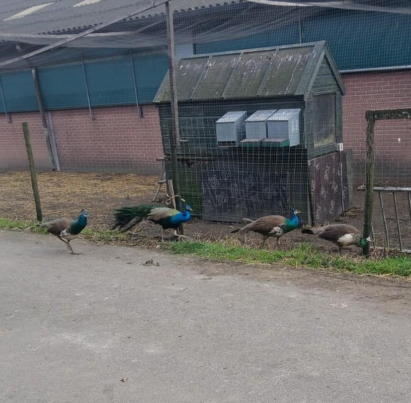 Gezonde, jonge pauwen, Dieren en Toebehoren, Pluimvee, Meerdere dieren, Overige soorten