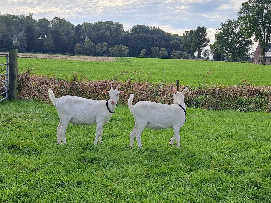 Twee jonge witte melkgeiten (stamboek), Vrouwelijk, Geit, 0 tot 2 jaar