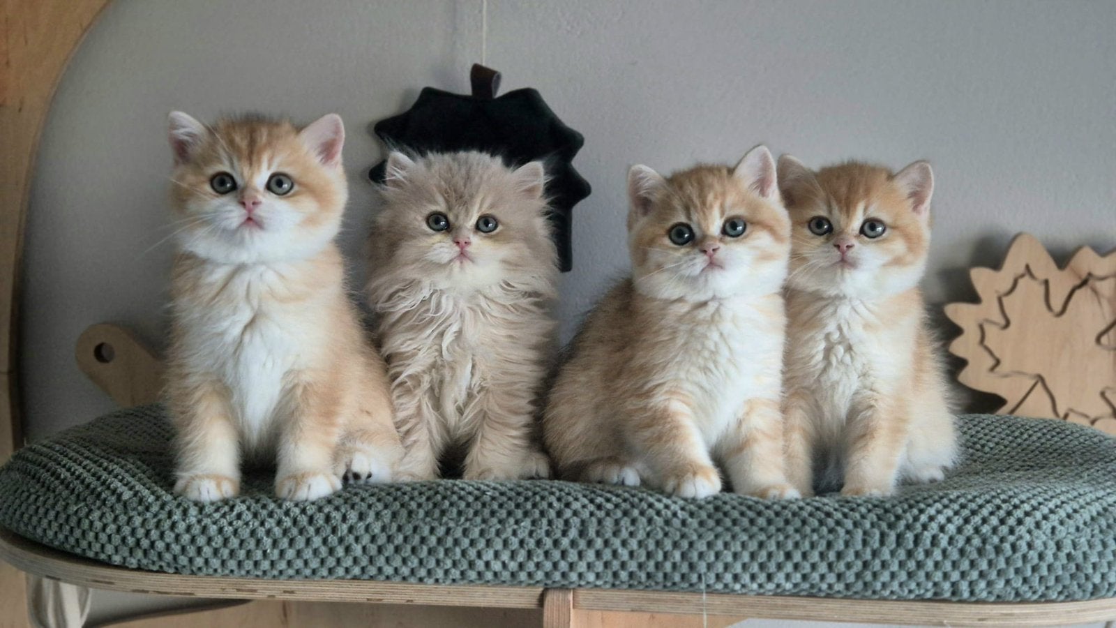 Britse kittens met Stamboom, Dieren en Toebehoren, Meerdere dieren, Gechipt