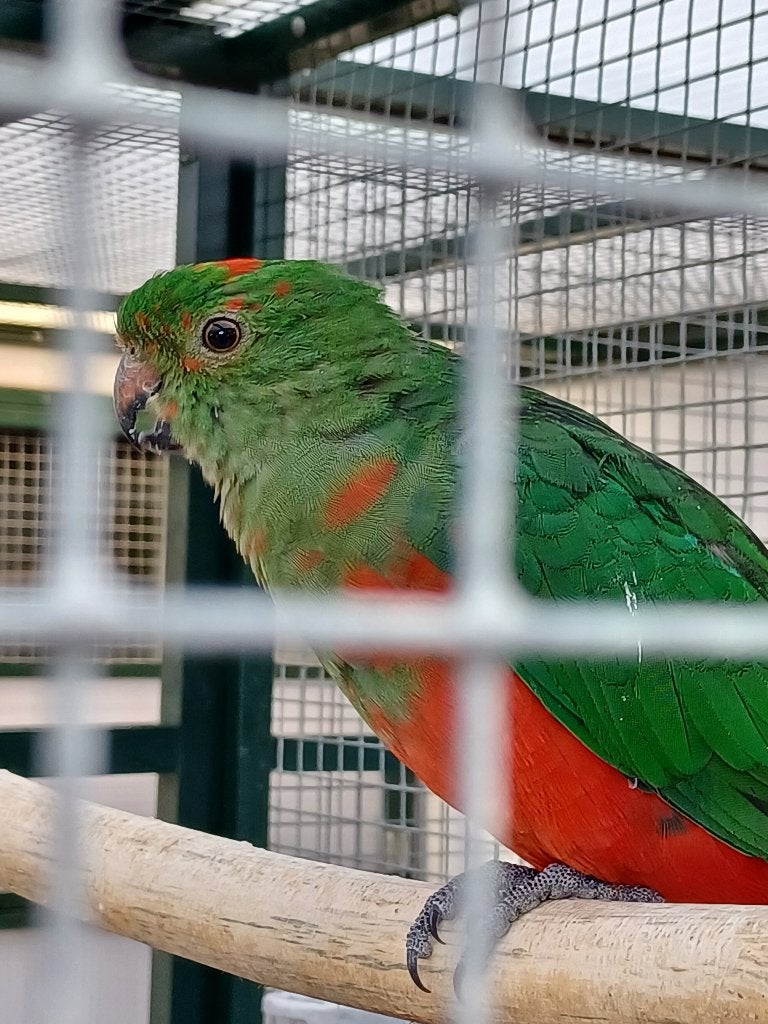 Koningsparkieten, Meerdere dieren, Parkiet, Geringd