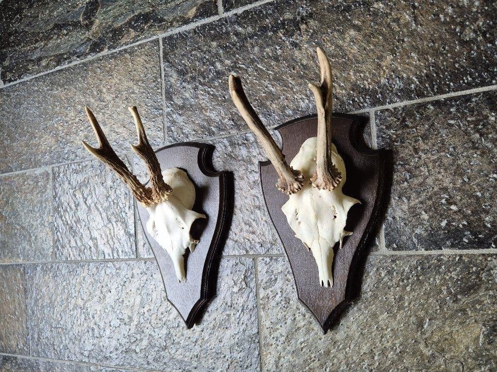 2 Prachtige Ree Geweien samen € 19 jacht hut mancave a30, Ophalen of Verzenden, Zo goed als nieuw, Hert, Gewei of Kop