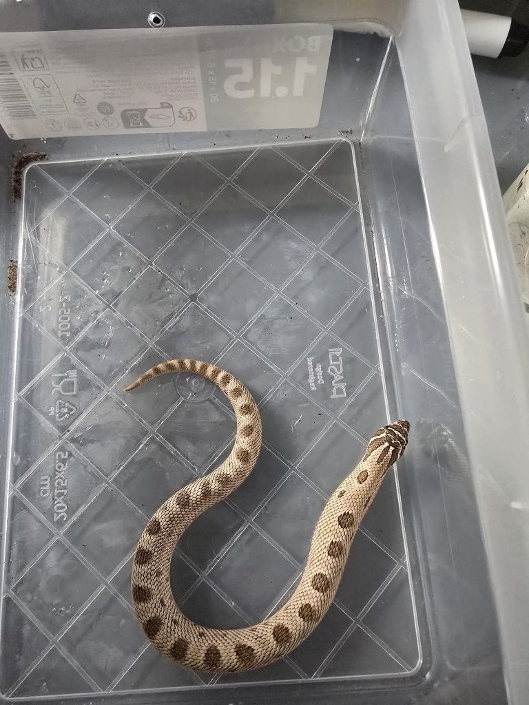 heterodon nasicus Hognose Snake photo 3