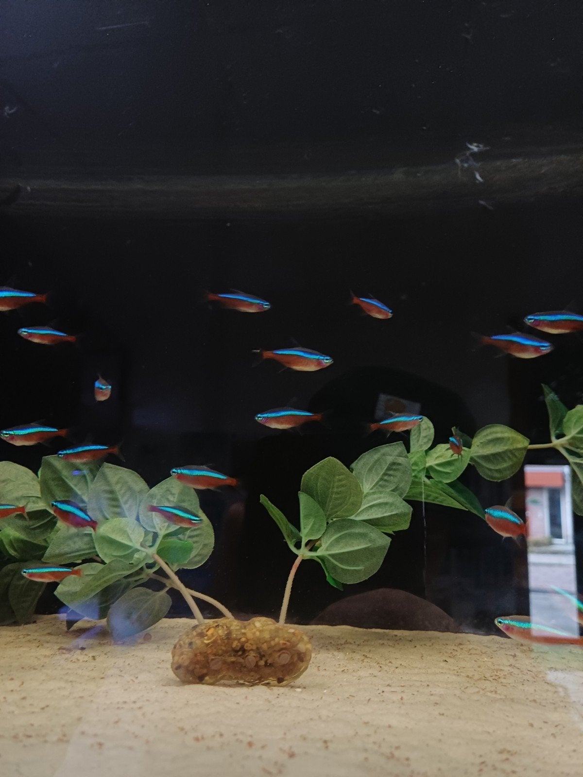 kardinaal tetra, Dieren en Toebehoren, Vis