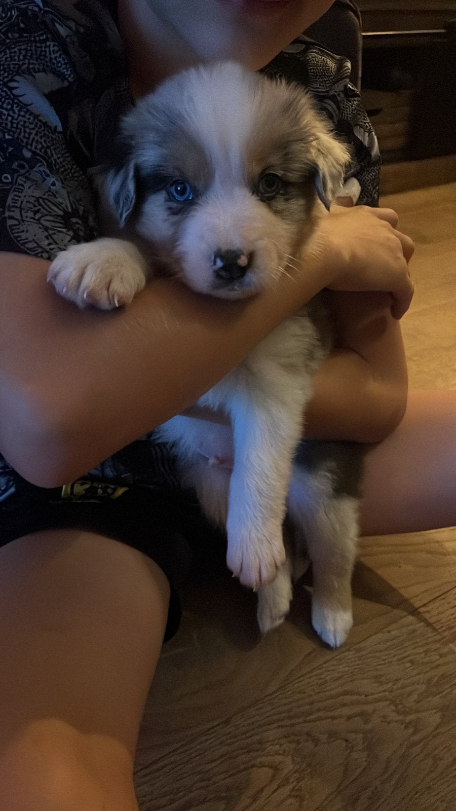 Pups australian shepherd border collie, 8 tot 15 weken, Collie, Meerdere, Meerdere dieren