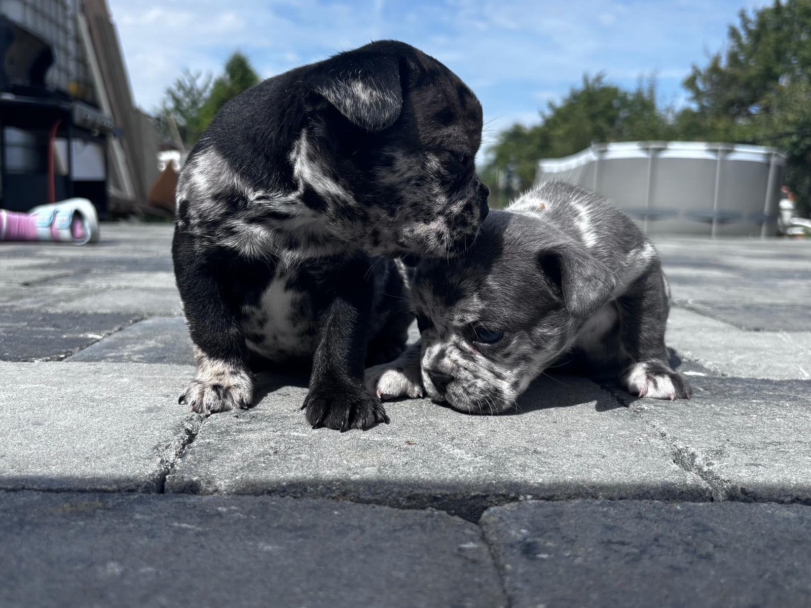 Franse bulldog pups, Dieren en Toebehoren, België, Particulier, Reu, 8 tot 15 weken