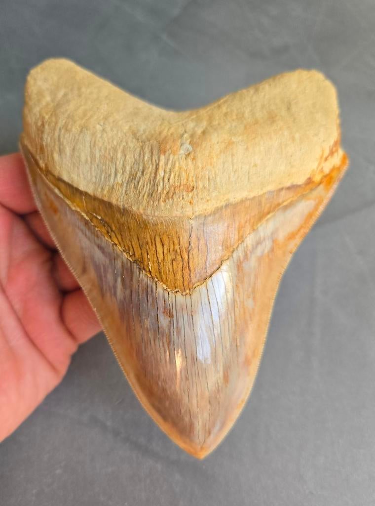 *high end* Megalodon tand 14,6cm, Ophalen of Verzenden, Fossiel