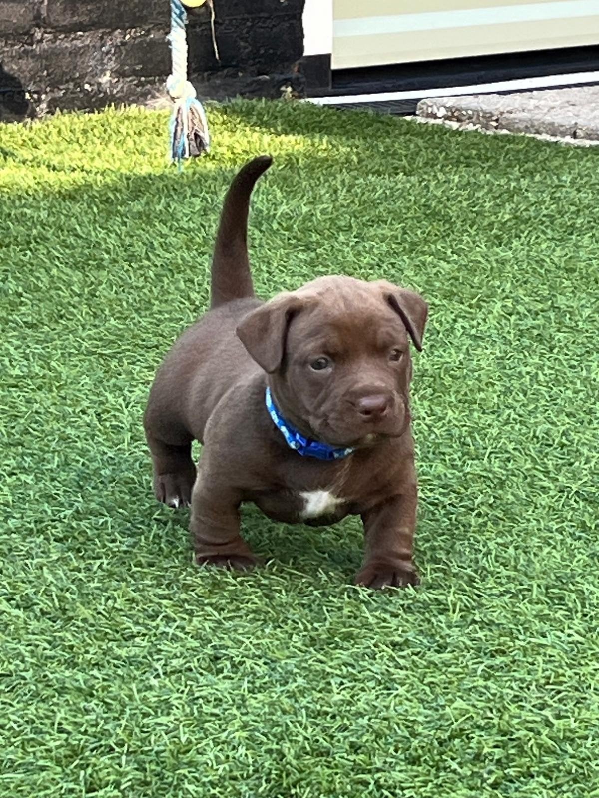 NOG 1 REUTJE TE KOOP!! Pocket bully/teckel puppy, Dieren en Toebehoren, 8 tot 15 weken, Meerdere, Meerdere dieren, Nederland