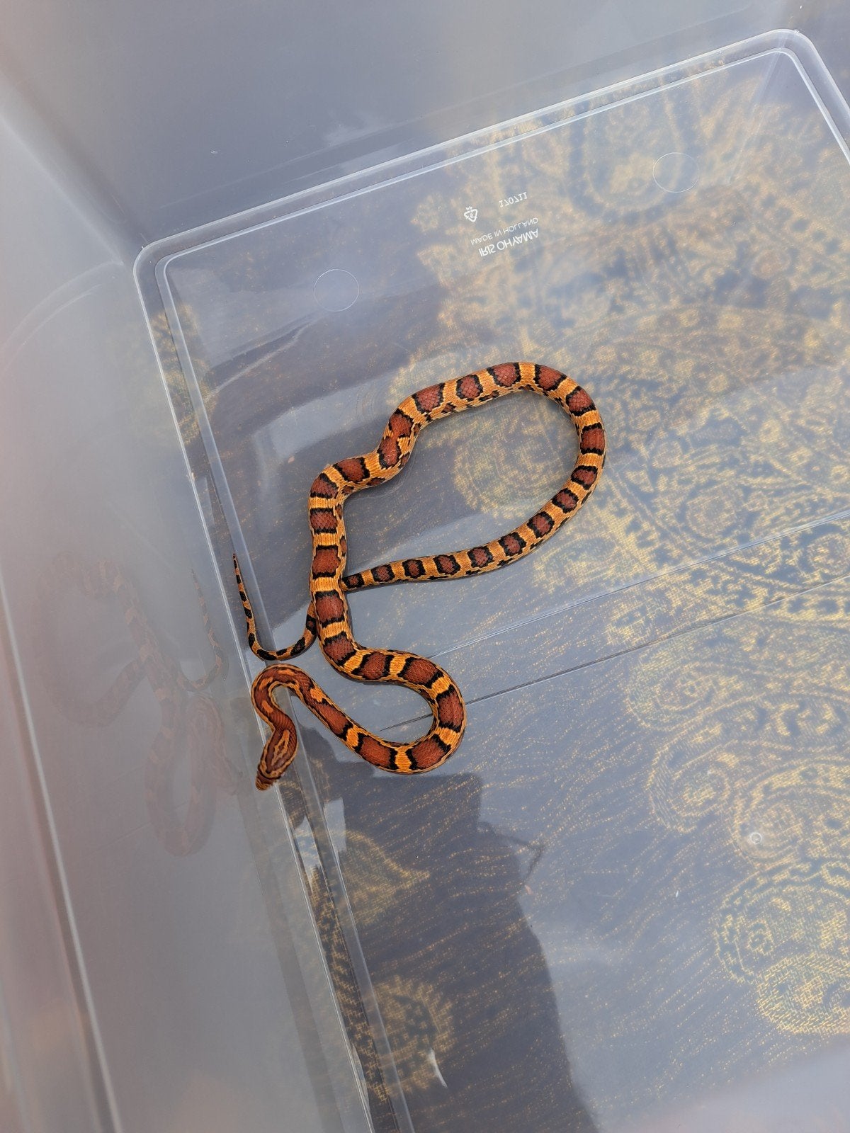 ***1.0 gutatta okeetee***, Dieren en Toebehoren, Reptielen en Amfibieën, Slang, 0 tot 2 jaar