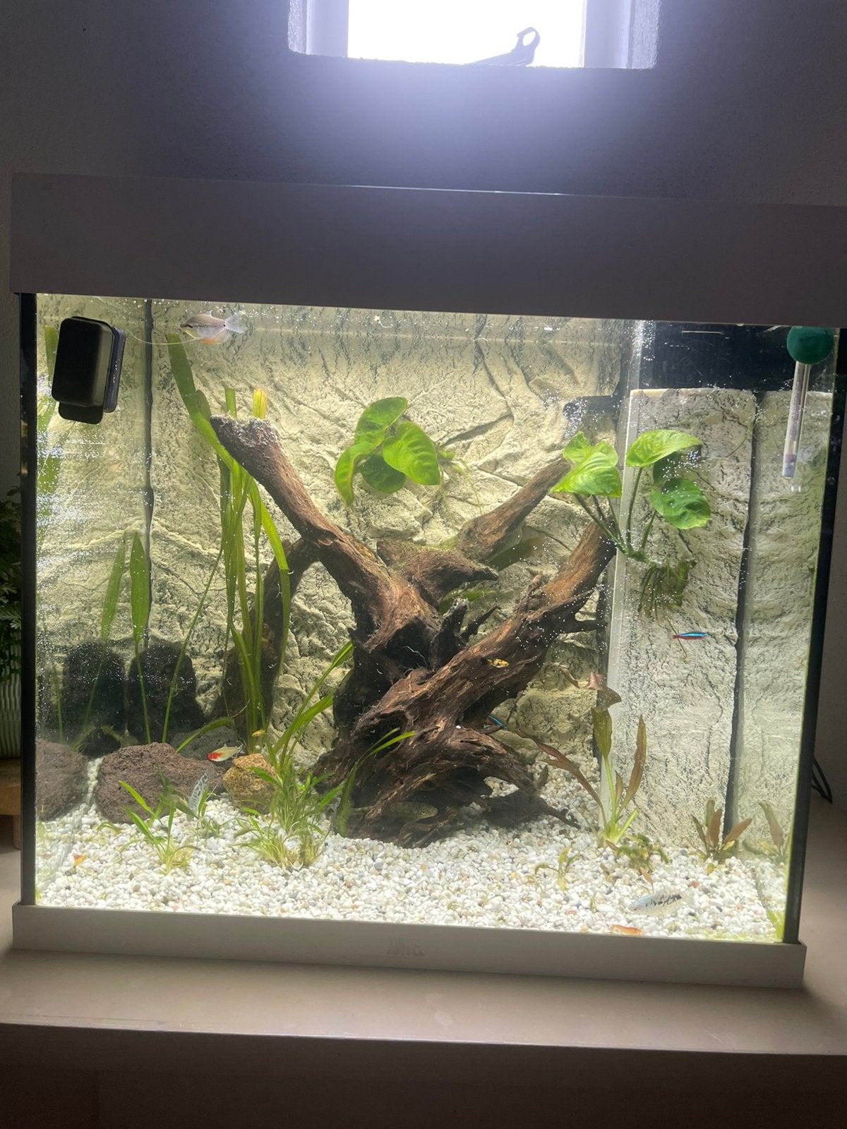 Juwel Lido 120 liter 2 jaar oud, Dieren en Toebehoren, Vissen | Aquaria en Toebehoren, Ophalen of Verzenden, Zo goed als nieuw