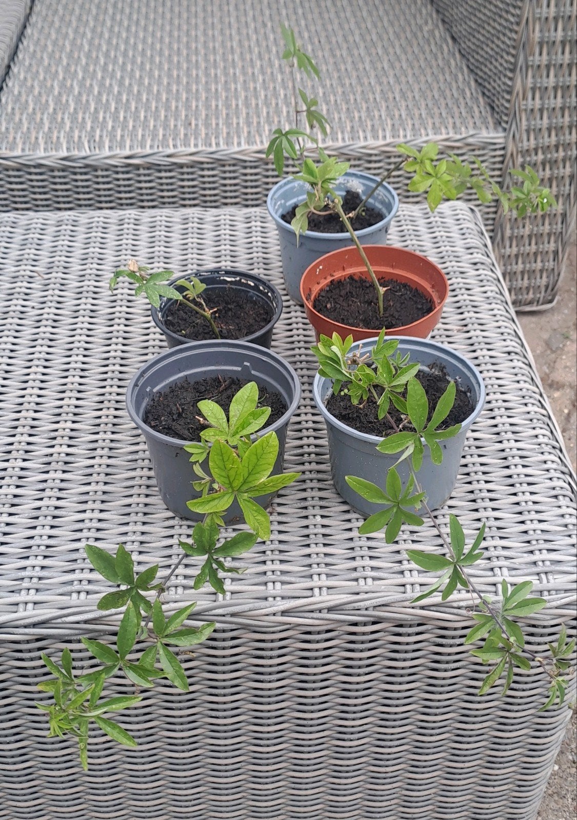 passiebloemen in pot                          2 stuks €5,-, Volle zon, Vaste plant, Zomer, Ophalen