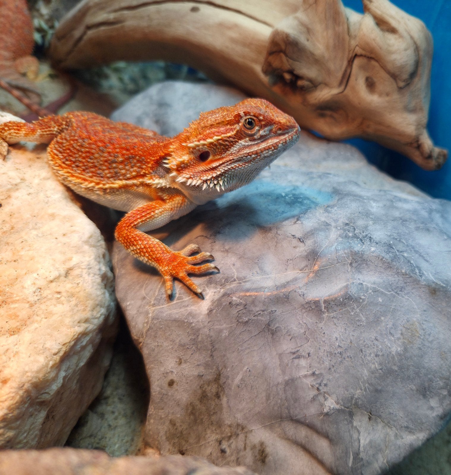 Aanbieding  mooie spanishred tiger baardagaam mannetje Bearded Dragon photo 5