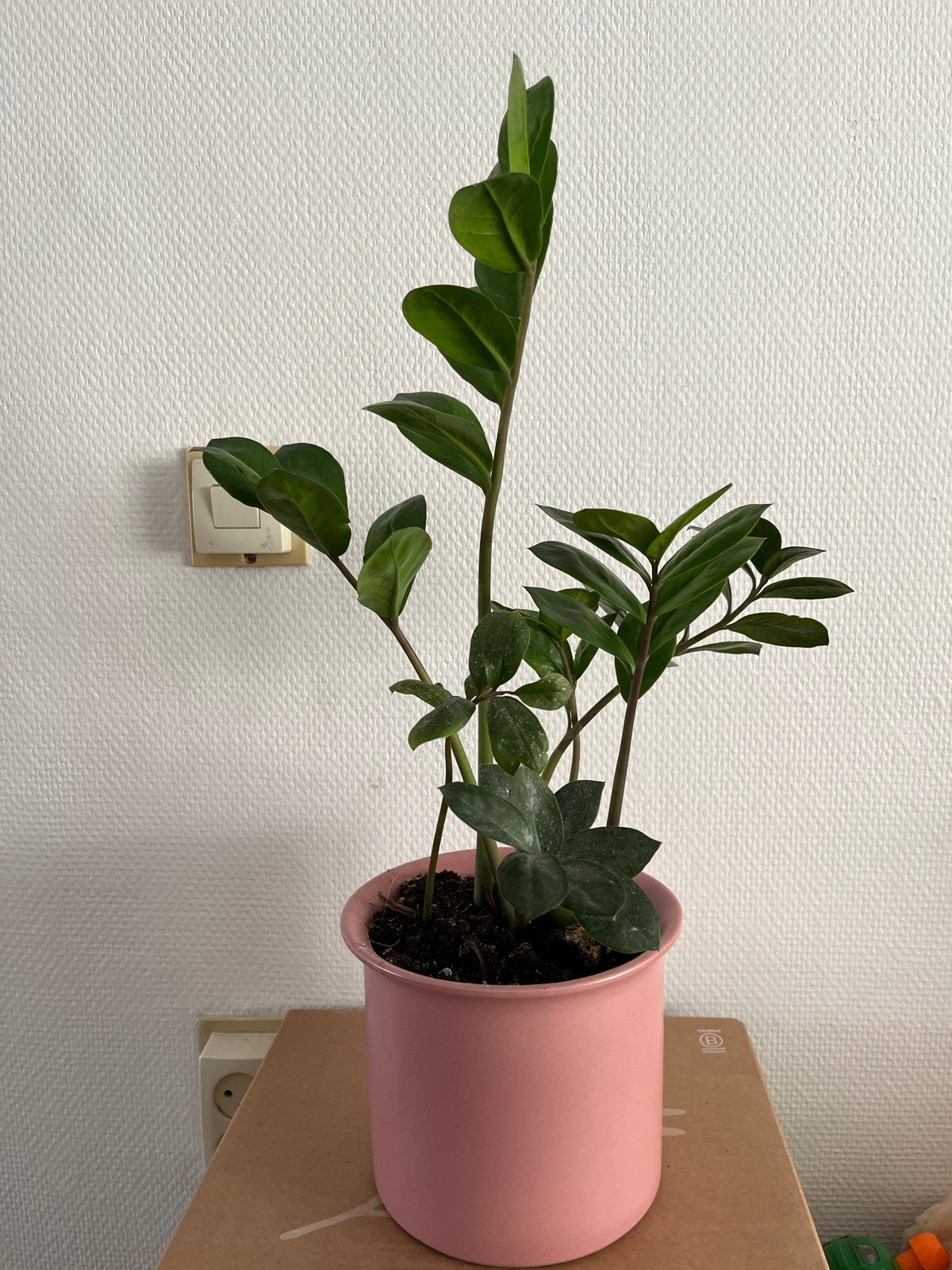 Zamioculcas Zamiifolia - Groene Kamerplant in Roze Pot, Huis en Inrichting, Overige soorten, In pot, Minder dan 100 cm, Groene kamerplant