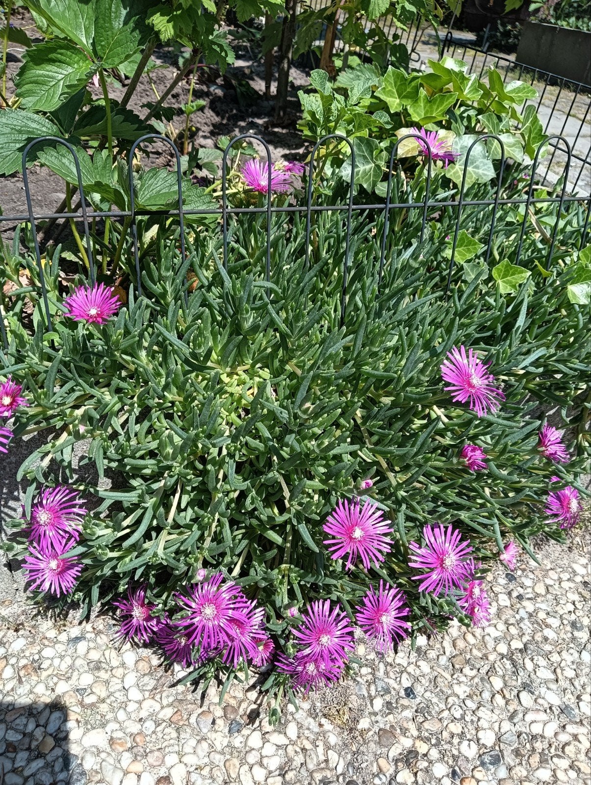 Vetplant, Ophalen, Vaste plant, Bodembedekkers, Volle zon