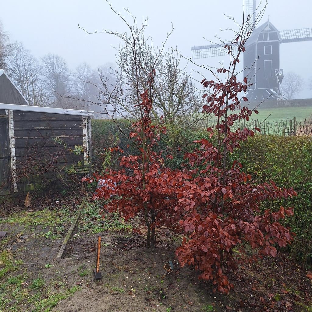 Rode Beuk - Jonge Fagus Sylvatica 'Purpurea' Bomen, Overige soorten, Lente, 100 tot 250 cm, Ophalen
