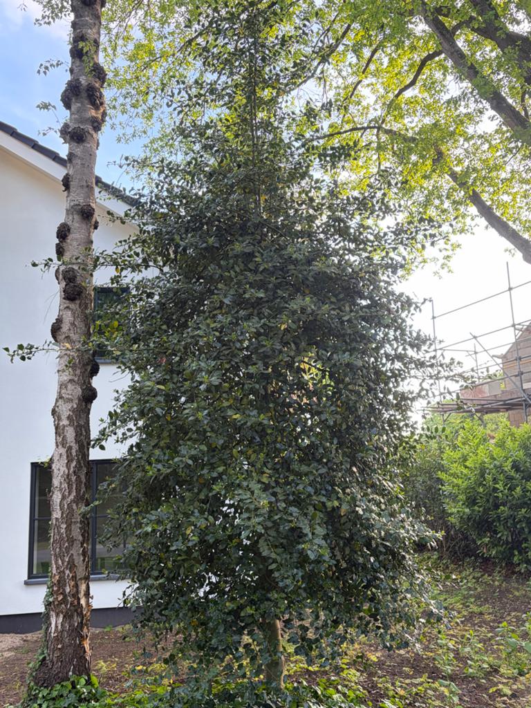 Stevige hulst boom ( gratis), Bloeit niet, Overige soorten, 250 tot 400 cm, Ophalen