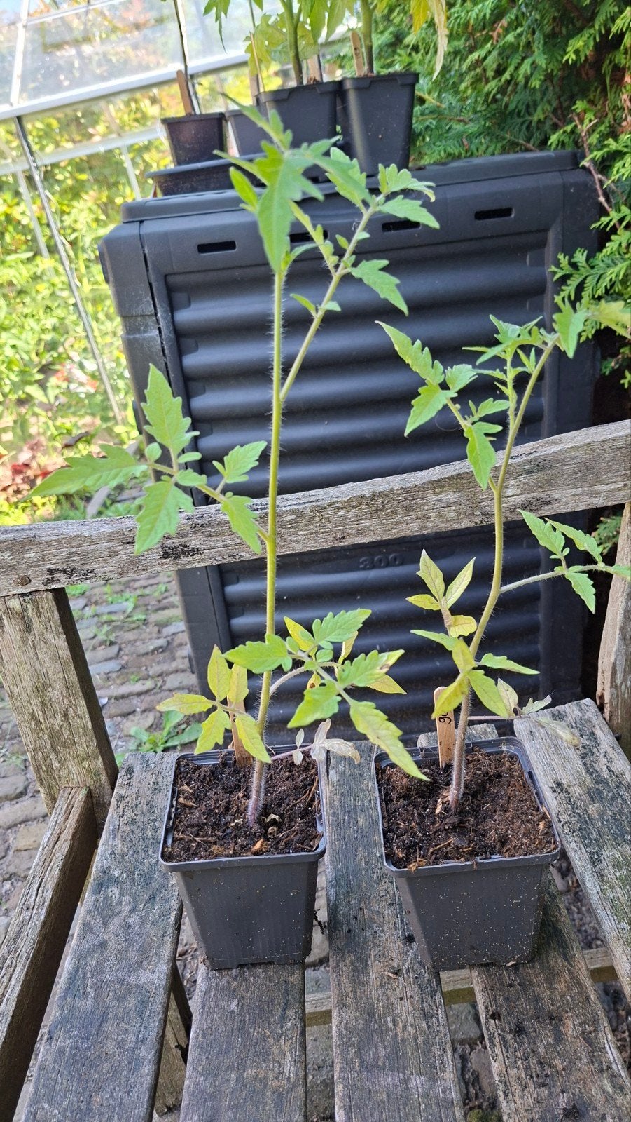 Tomatenplant Paragon (Heirloom) (oud ras!), Ophalen