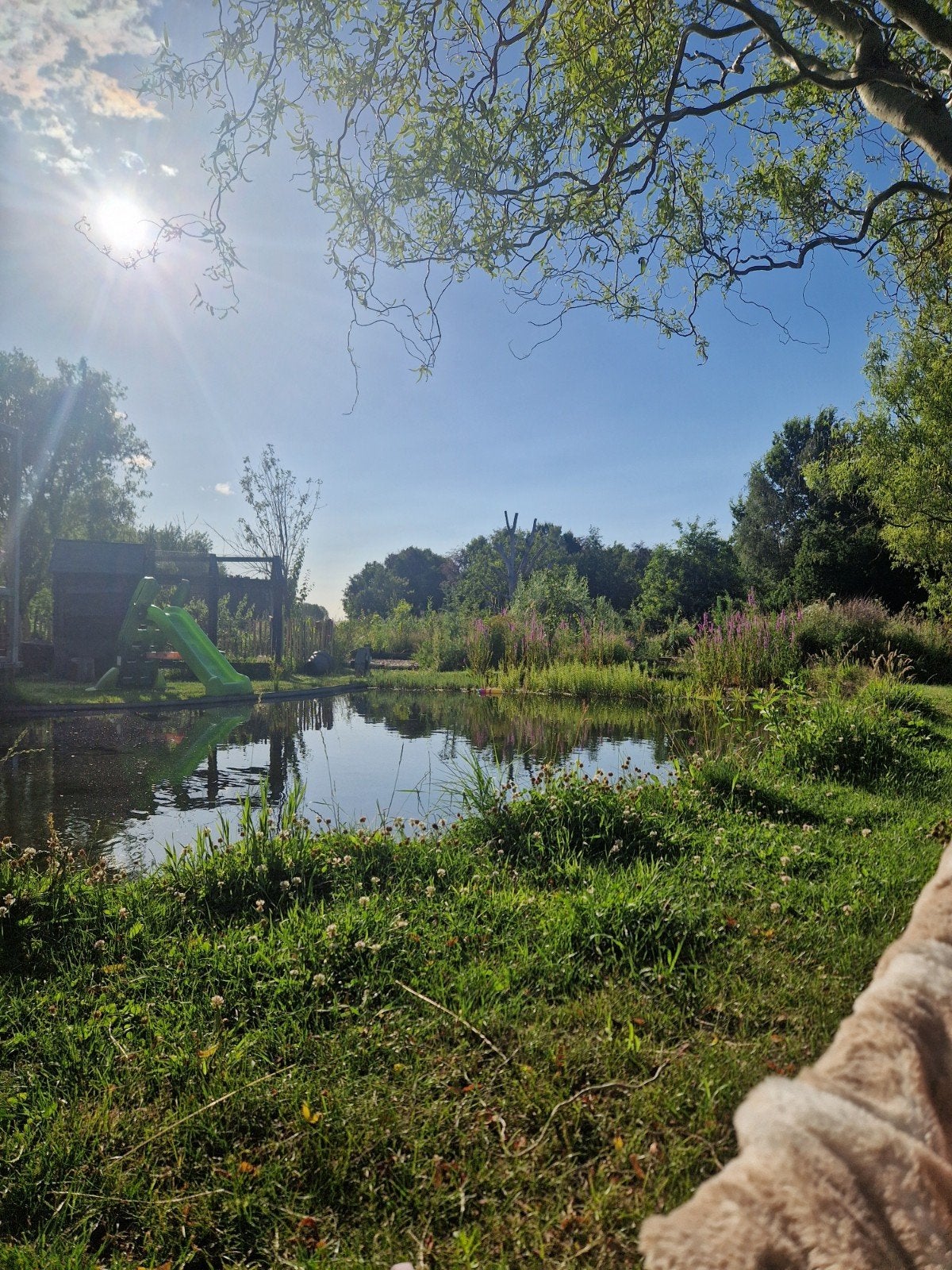 Tuinliefhebber gezocht met groene vingers, Ophalen of Verzenden, Zomer, Vijverplanten, Volle zon